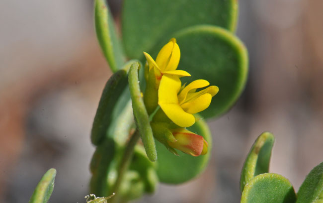 Lotus salsuginosus, Coastal Bird's-foot Trefoil, Southwest Desert Flora